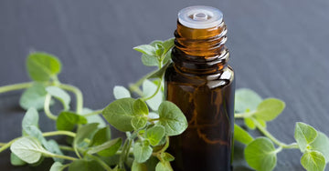 Oregano oil